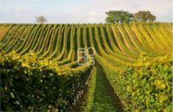 Vendita Terreno Agricolo Pozzolengo