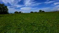 vendita terreno agricolo Capannoli