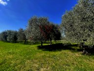 vendita terreno agricolo Colle di Val d'Elsa