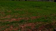 Vendita Terreno Agricolo Paese