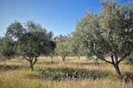 vendita terreno agricolo Murlo