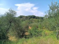 vendita terreno agricolo Pontedera