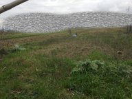 vendita terreno agricolo Vicopisano