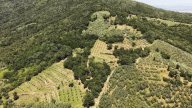 vendita terreno agricolo Vinci