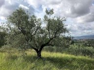 Vendita Terreno Agricolo Assisi