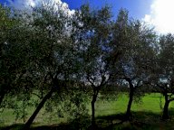 vendita terreno residenziale Castelfranco Piandiscò