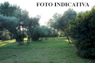 vendita terreno agricolo San Giuliano Terme