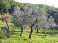 Vendita terreno agricolo BORGO SAN LORENZO