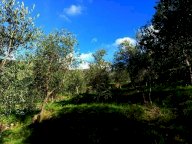 vendita terreno agricolo Calci