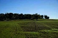 vendita terreno agricolo Calci