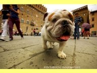 Affitto commerciale FIRENZE