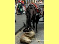 Affitto commerciale FIRENZE