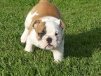 Disponibili Cuccioli di bulldog inglese con pedigree.
